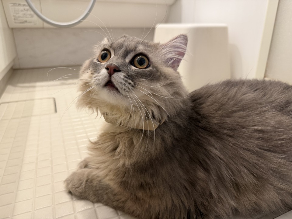 アップロード画像