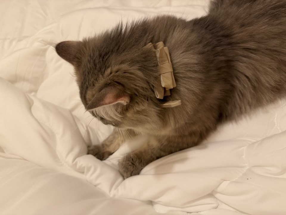 アップロード画像