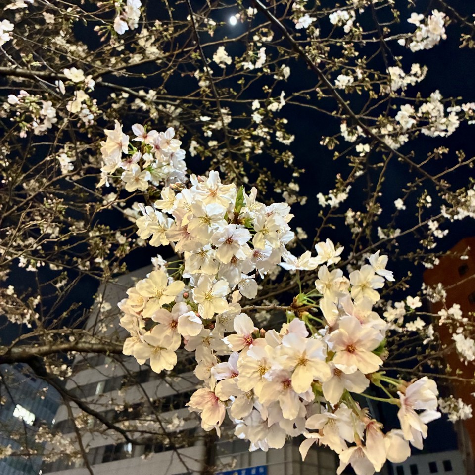 アップロード画像