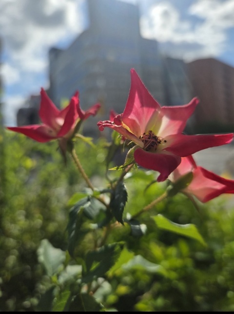 写メ