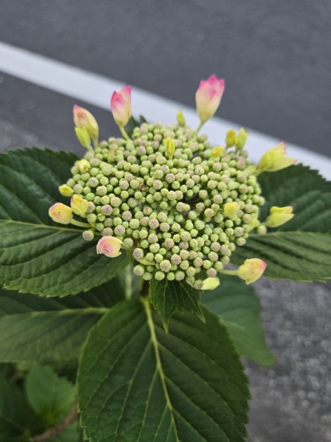 写メ