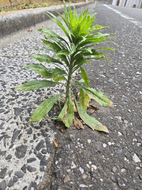 写メ