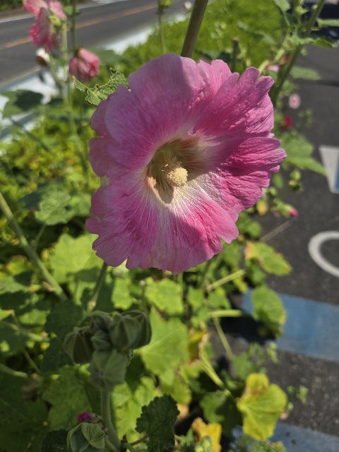 写メ