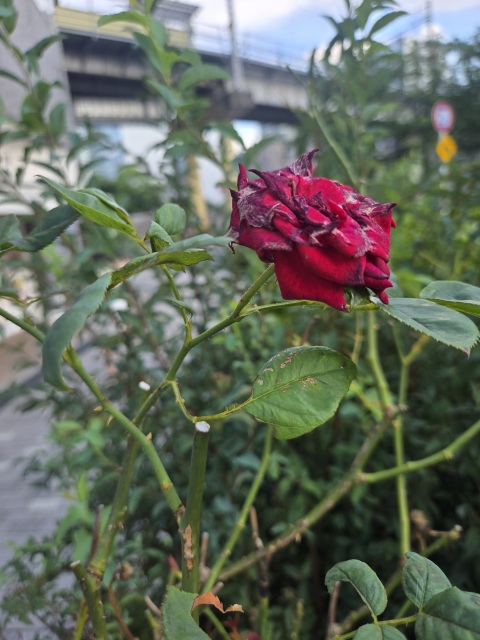 写メ