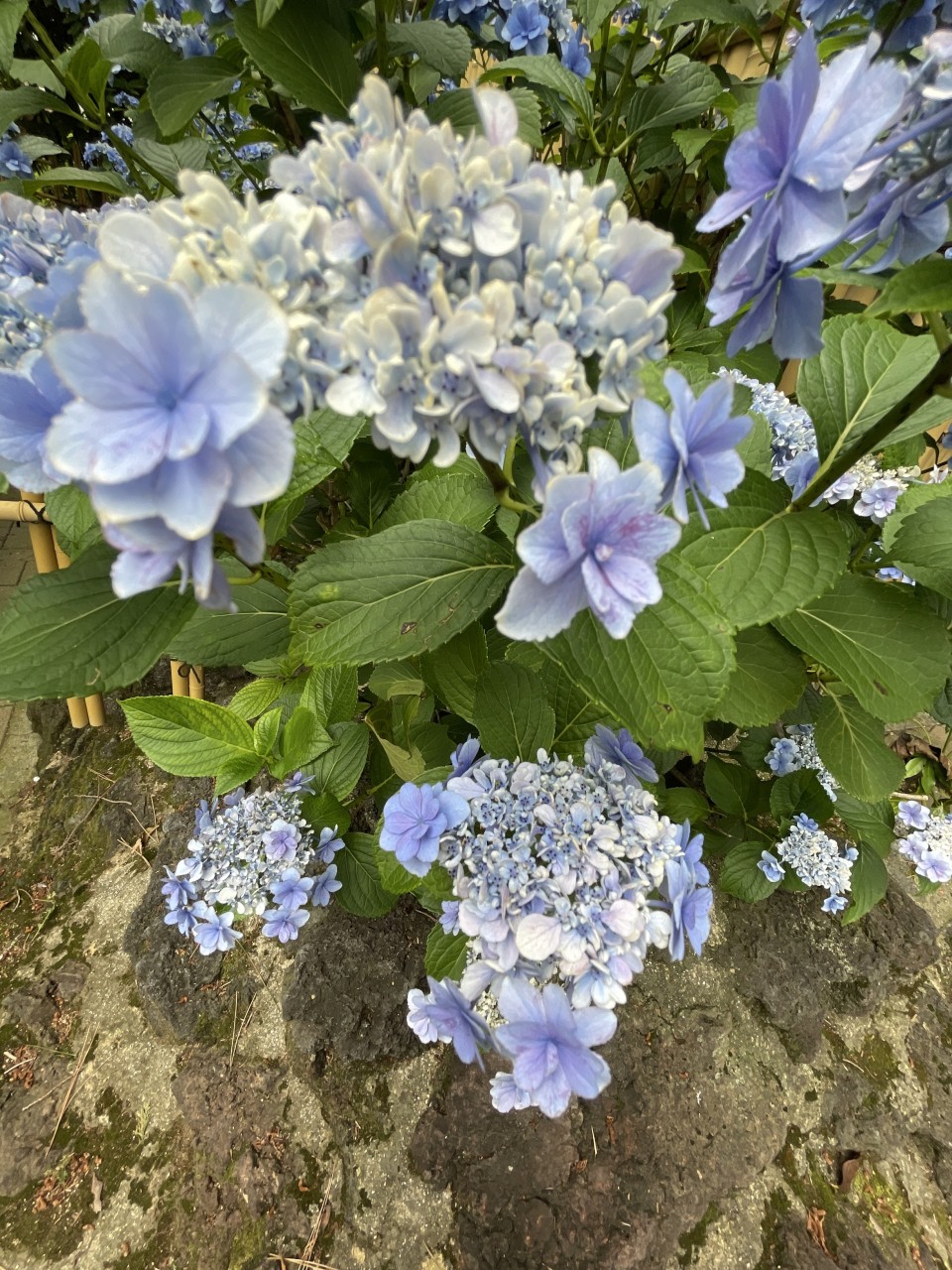 写メ