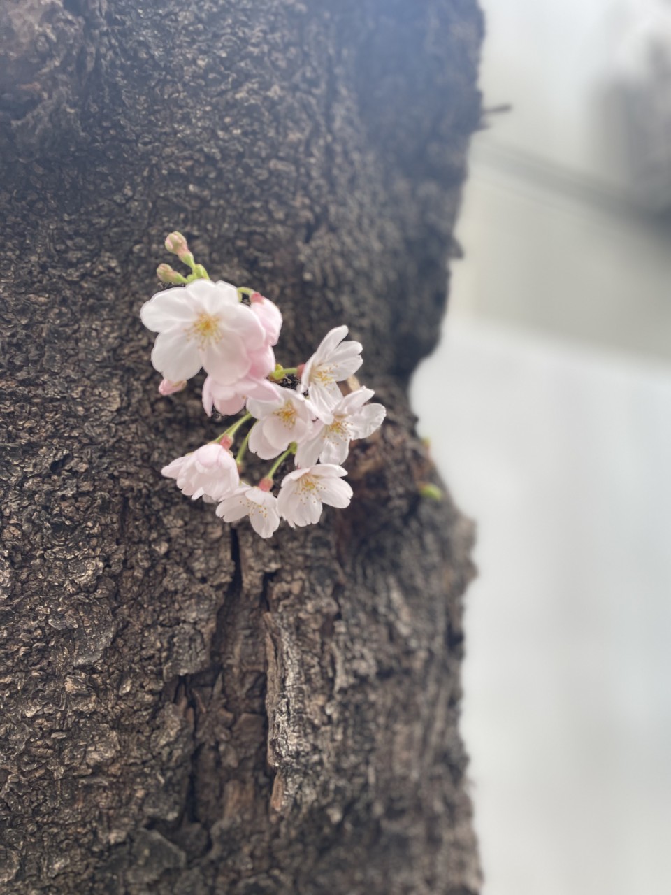 アップロード画像