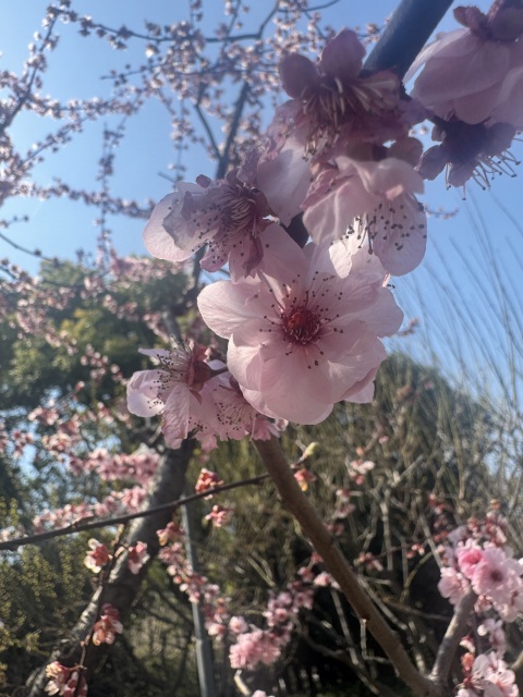 写メ