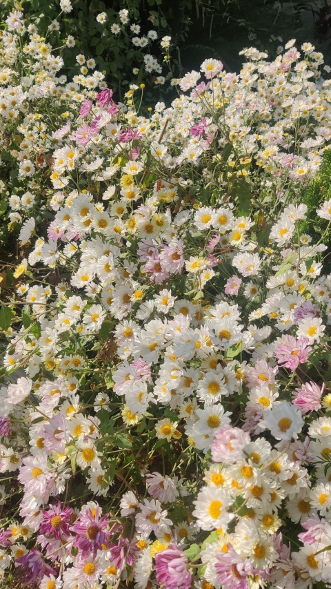 写メ