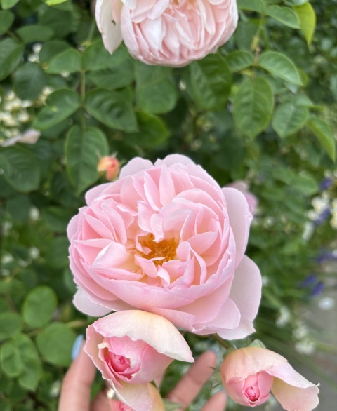 写メ