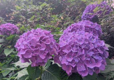 写メ